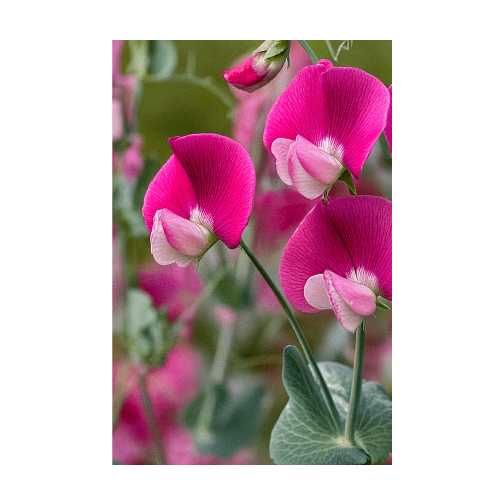 Sweet Pea seeds vacuum-sealed - Shido Seeds by Chive