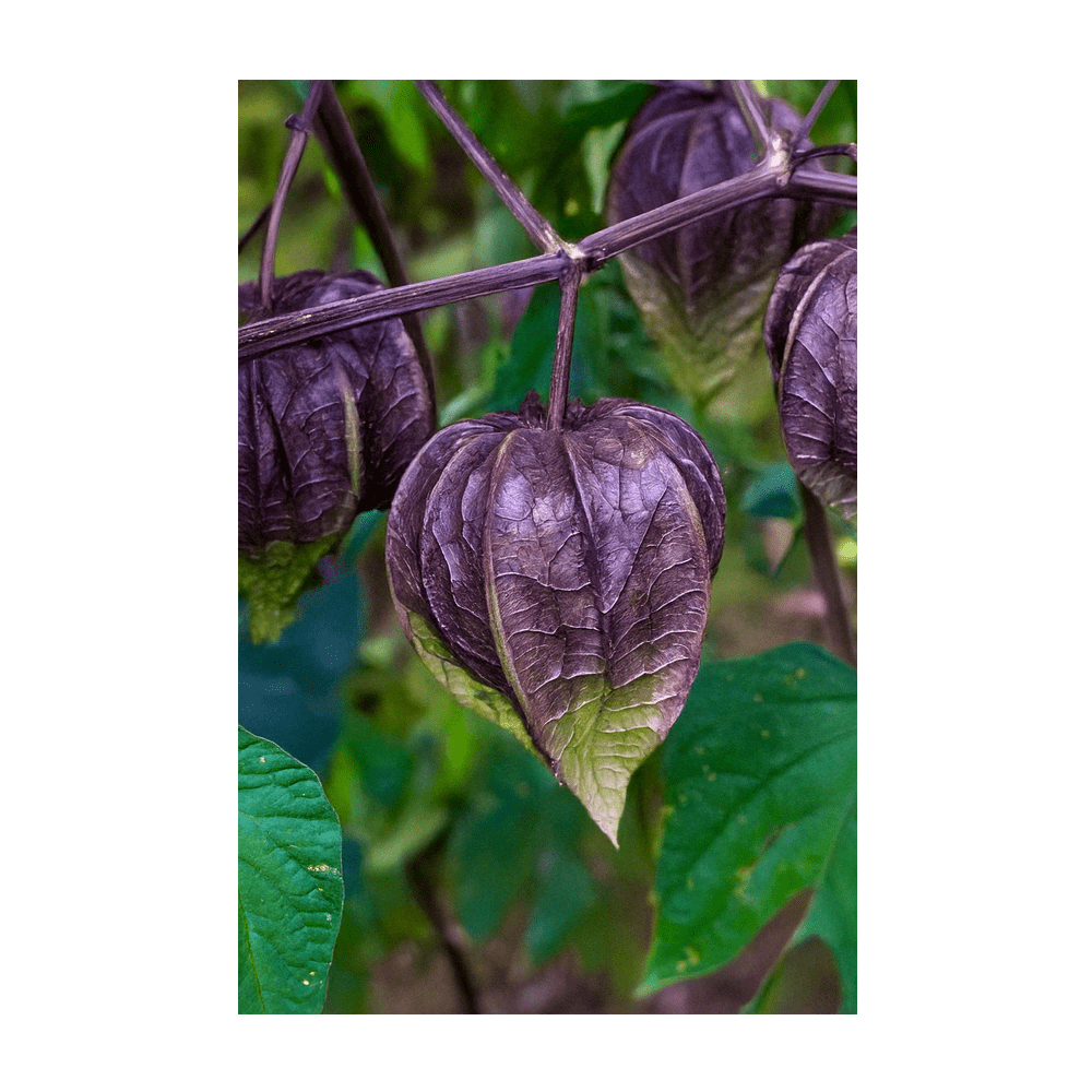 Sweet Purple Tomatillo plant growing with papery husks