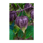 Sweet Purple Tomatillo Vegetable Seeds Packet - Chive Ceramics Studio - Seeds - Chive Ceramics Studio