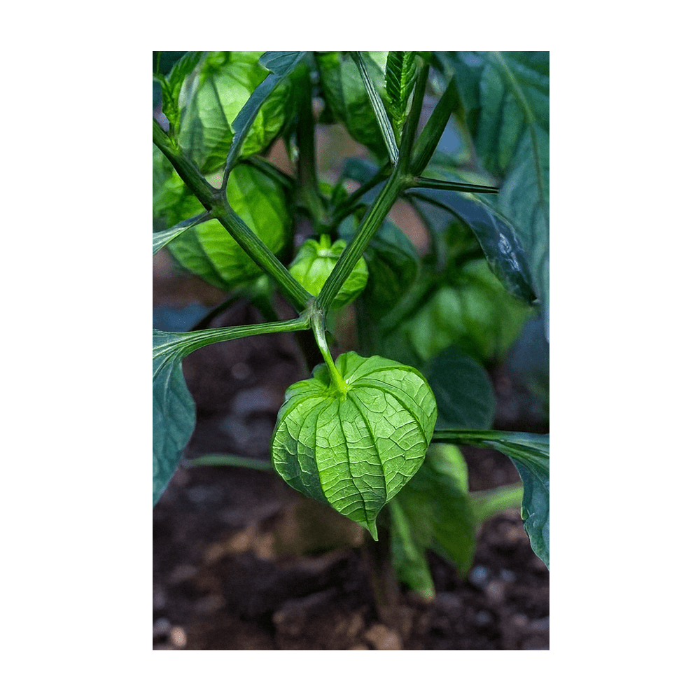 Sweet Purple Tomatillo seeds vacuum-sealed - Shido Seeds by Chive