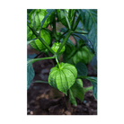 Sweet Purple Tomatillo Vegetable Seeds Packet - Chive Ceramics Studio - Seeds - Chive Ceramics Studio
