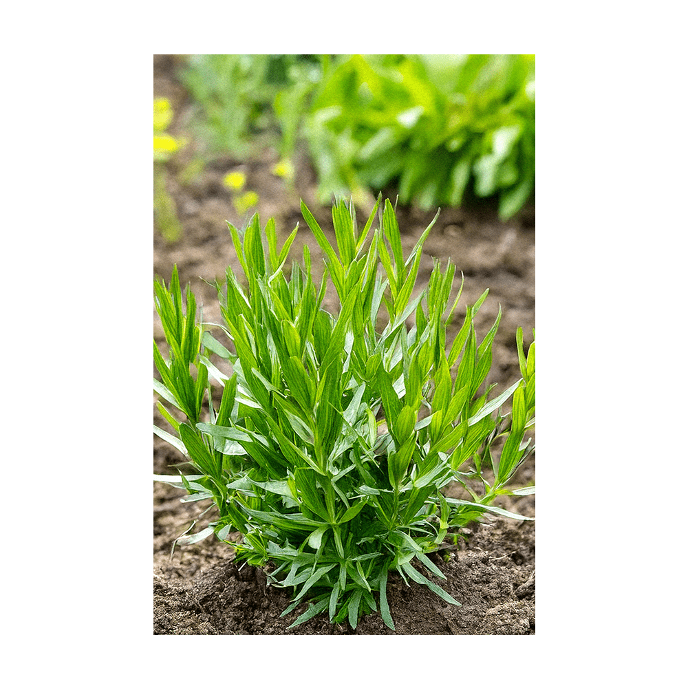 Tarragon seeds vacuum-sealed - Shido Seeds by Chive