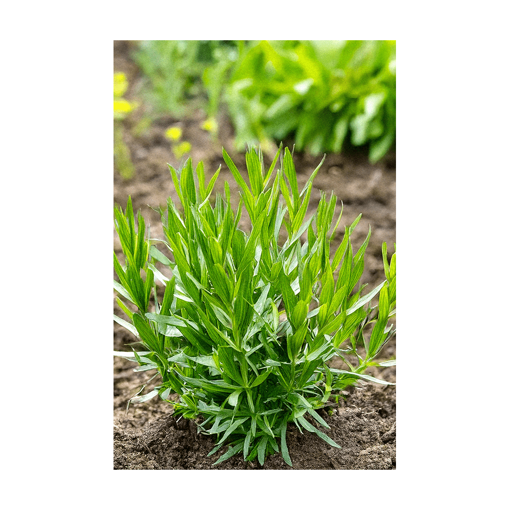 Tarragon Herb Seeds Packet - Chive Ceramics Studio - Seeds - Chive Ceramics Studio