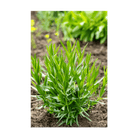 Tarragon Herb Seeds Packet - Chive Ceramics Studio - Seeds - Chive Ceramics Studio