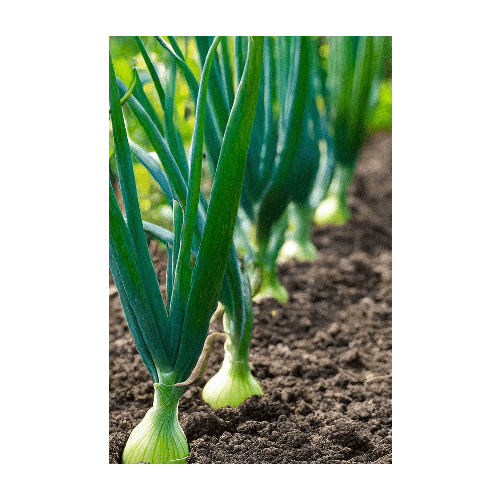 Texas Super Sweet Onion growing in garden bed