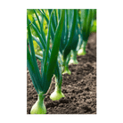 Texas Super Sweet Onion growing in garden bed