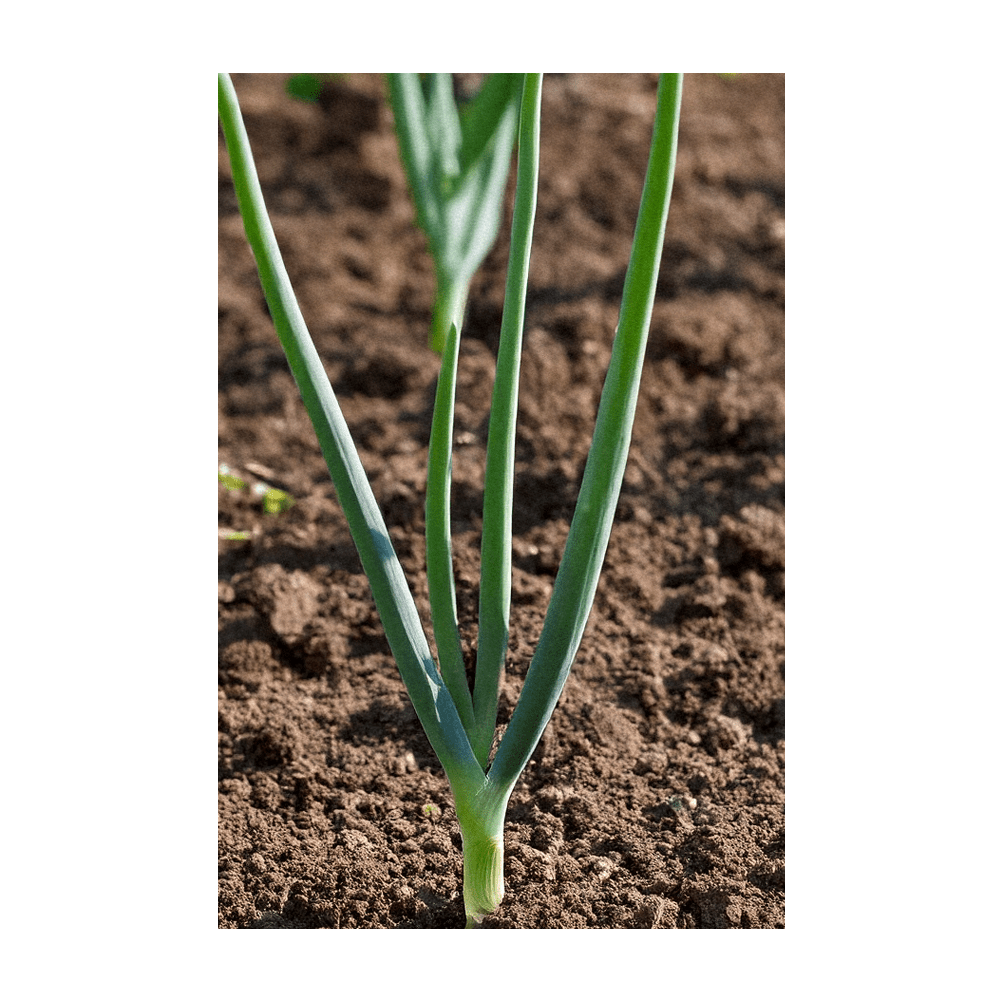 Texas Super Sweet Onion seeds vacuum-sealed - Shido Seeds by Chive