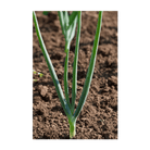 Texas Super Sweet Onion seeds vacuum-sealed - Shido Seeds by Chive