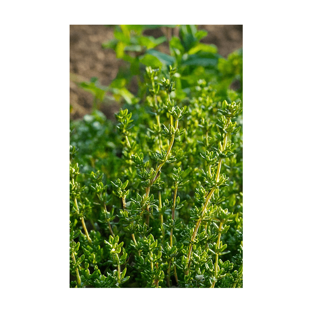 Thyme seeds vacuum-sealed - Shido Seeds by Chive