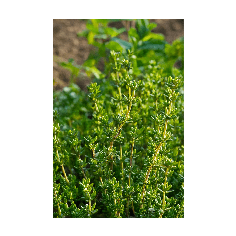 Thyme Herb Seeds Packet - Chive Ceramics Studio - Seeds - Chive Ceramics Studio