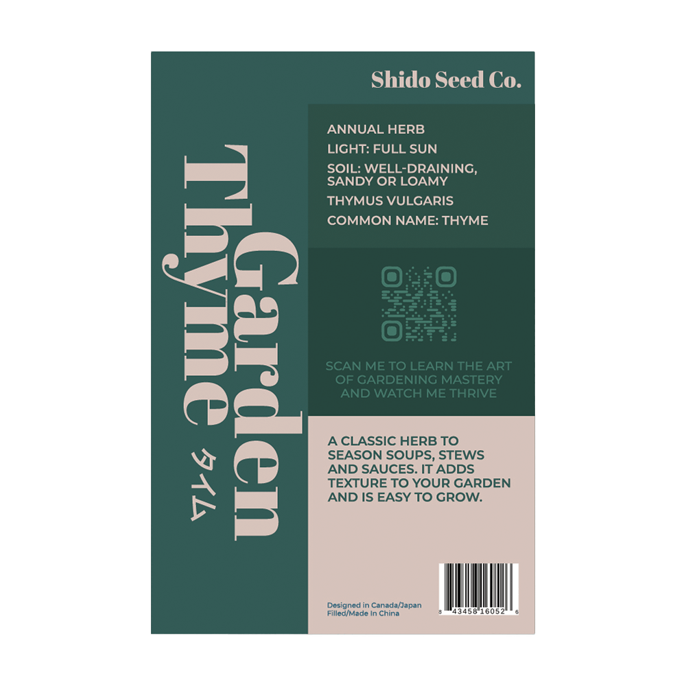 Thyme aromatic low-growing perennial herb in garden border