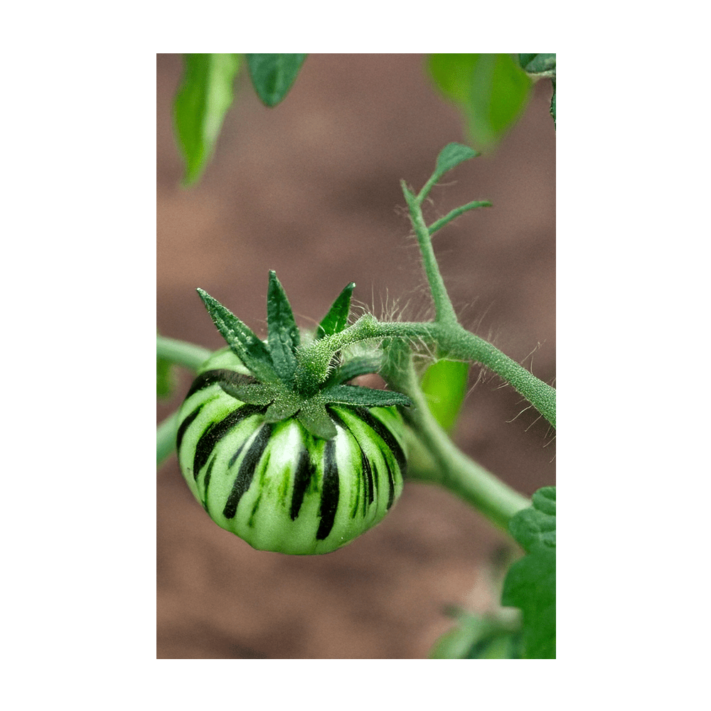 Tomato Green Zebra Vegetable Seeds Packet - Chive Ceramics Studio - Seeds - Chive Ceramics Studio