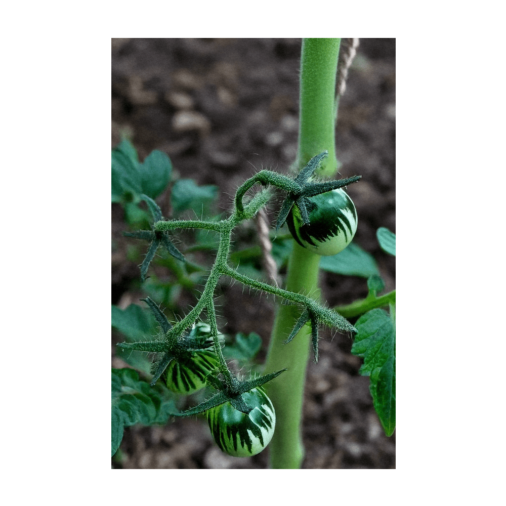 Green Zebra heirloom tomato seeds vacuum-sealed - Shido Seeds by Chive