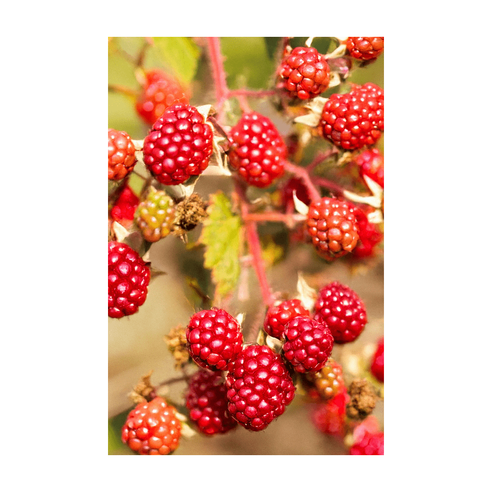 Tummelberry seeds in hermetically sealed packet - 10-year viability