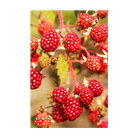 Tummelberry Flower Seeds Packet - Chive Ceramics Studio - Seeds - Chive Ceramics Studio