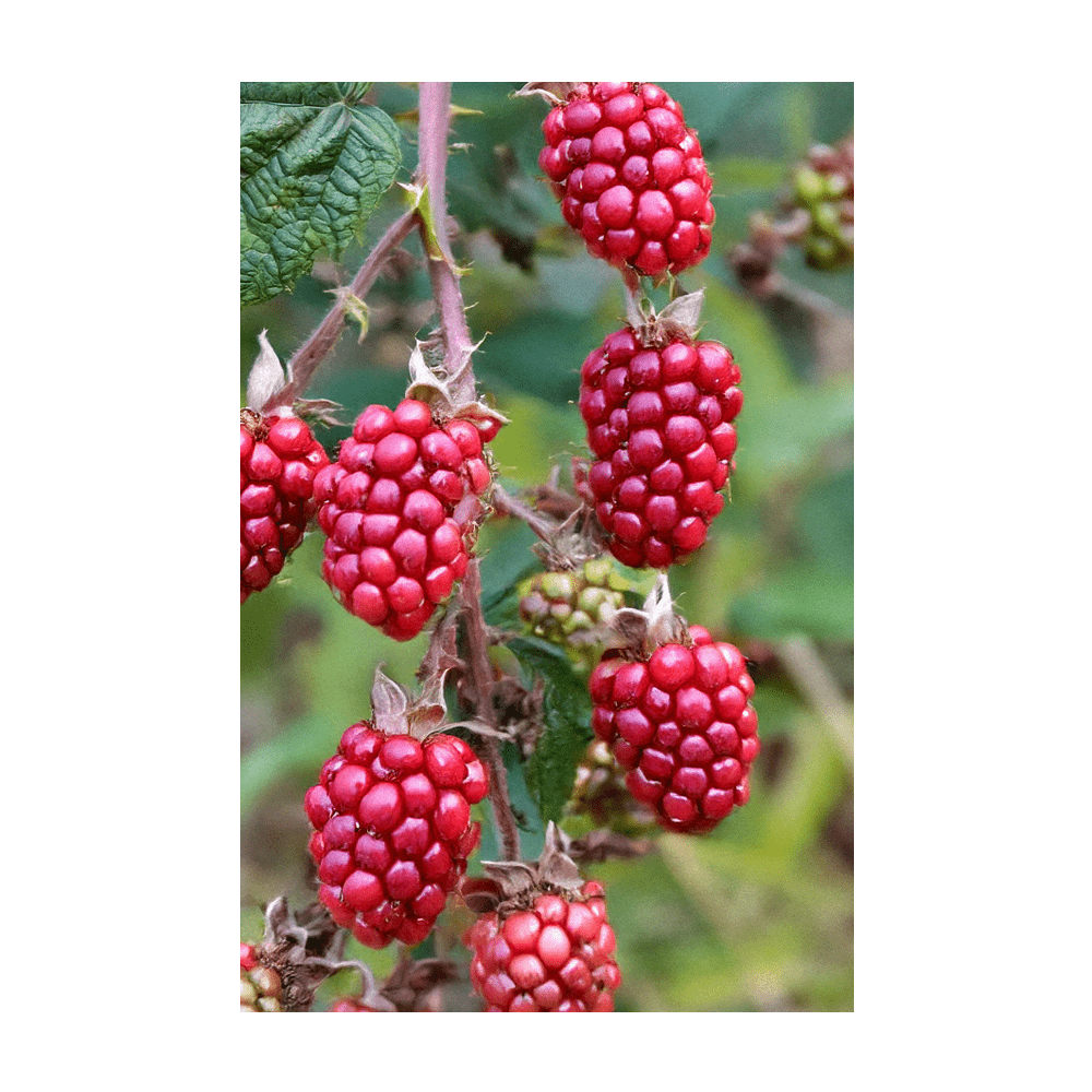 Tummelberry Flower Seeds Packet - Chive Ceramics Studio - Seeds - Chive Ceramics Studio