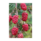 Tummelberry Flower Seeds Packet - Chive Ceramics Studio - Seeds - Chive Ceramics Studio