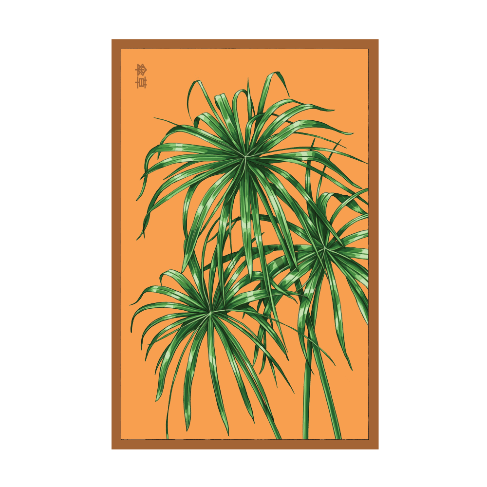 Umbrella Plant indoor seed packet - Shido Seeds non-GMO vacuum-sealed woodblock design