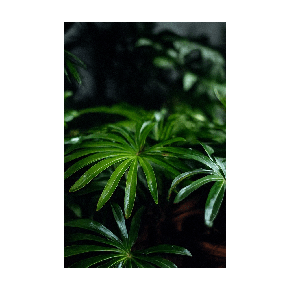 Umbrella Plant mature specimen indoors - Shido Seeds by Chive