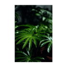 Umbrella Plant Indoor Seeds Packet - Chive Ceramics Studio - Seeds - Chive Ceramics Studio