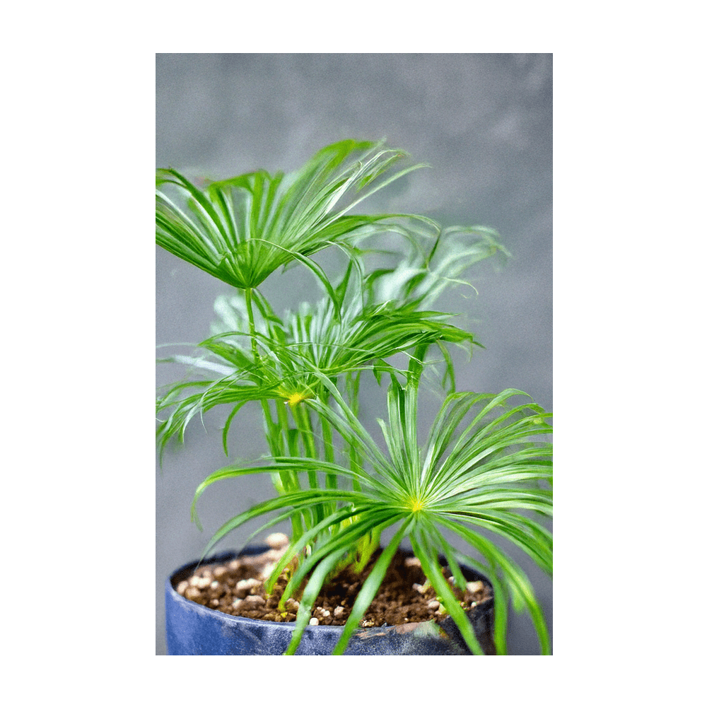 Umbrella Plant seeds in hermetically sealed Shido packet
