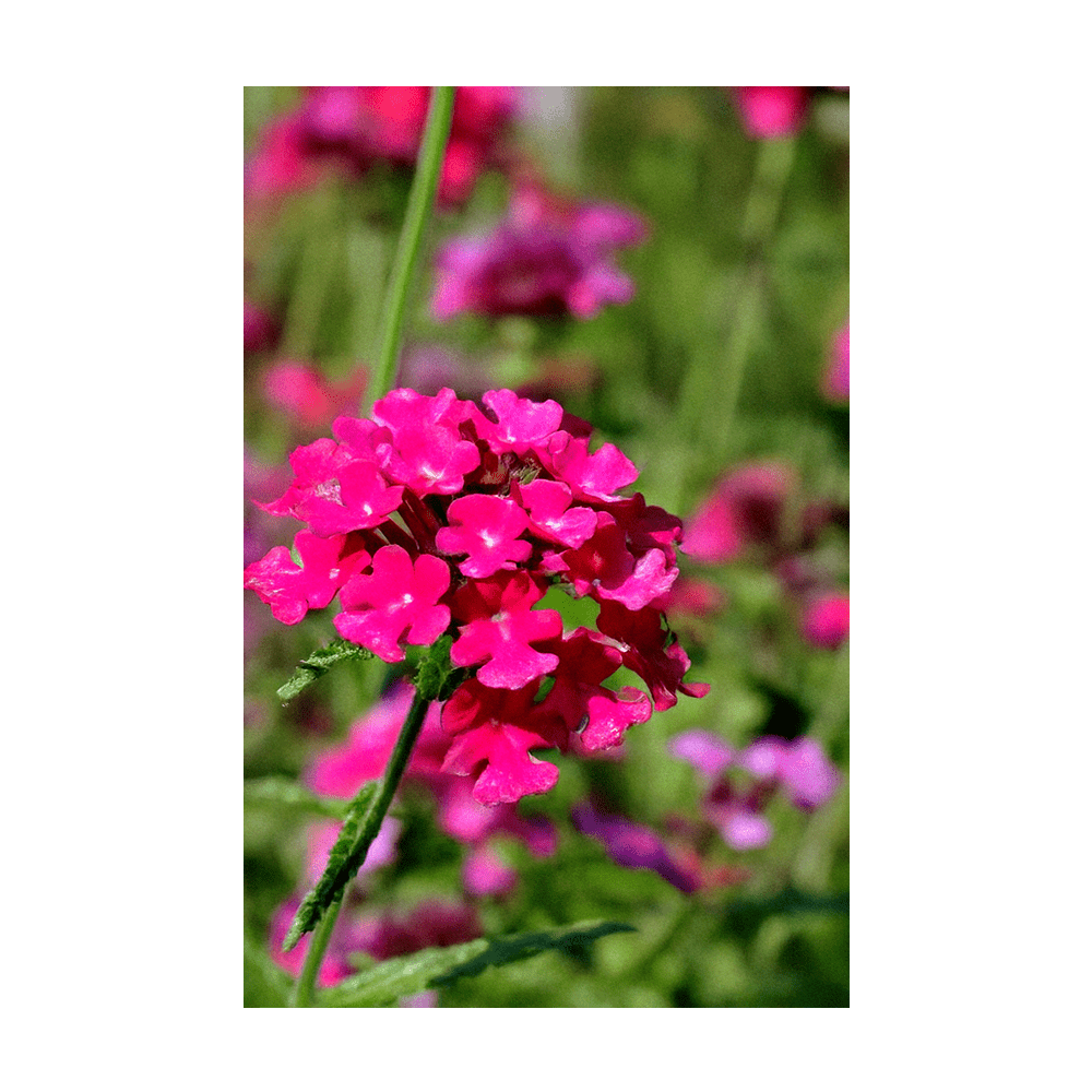 Verbena seeds vacuum-sealed - Shido Seeds by Chive