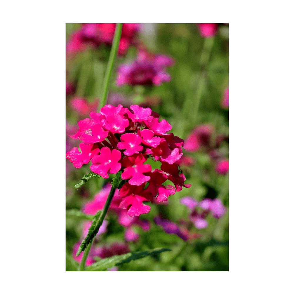 Verbena Flower Seeds Packet - Chive Ceramics Studio - Seeds - Chive Ceramics Studio