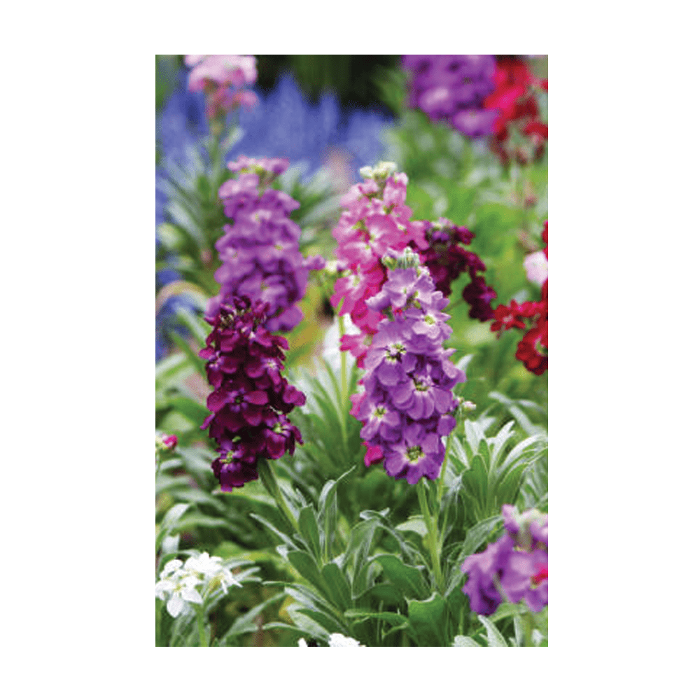 Gilly Flower seeds vacuum-sealed - Shido Seeds by Chive