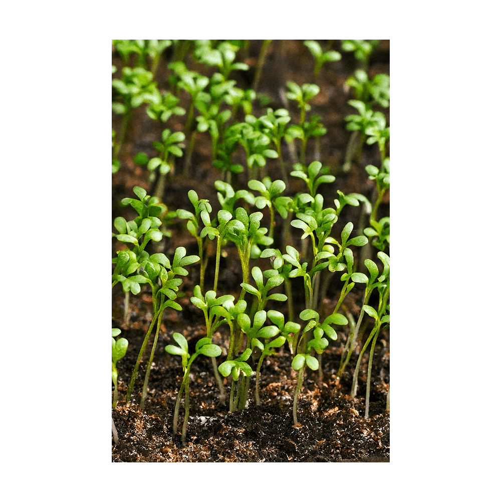 Watercress seeds vacuum-sealed - Shido Seeds by Chive