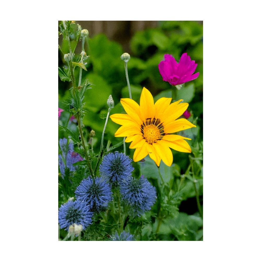 Wildflowers seeds vacuum-sealed - Shido Seeds by Chive