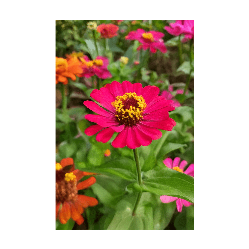 Zinnia seeds vacuum-sealed - Shido Seeds by Chive