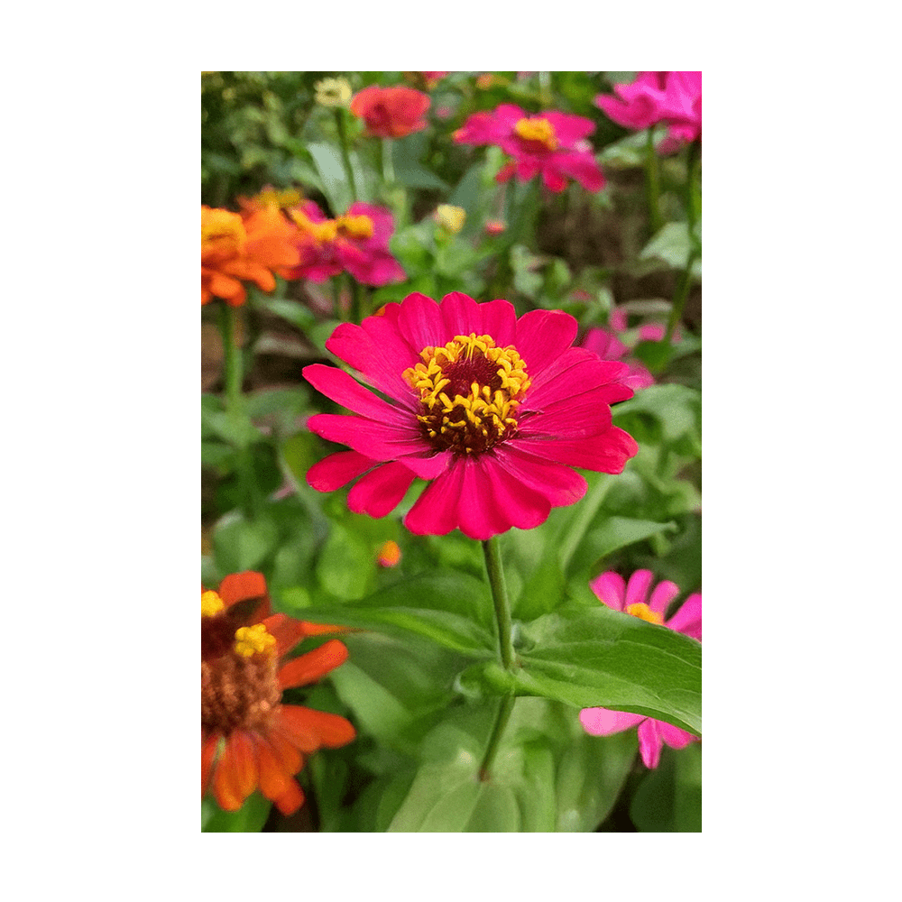 Zinnia Flower Seeds Packet - Chive Ceramics Studio - Seeds - Chive Ceramics Studio