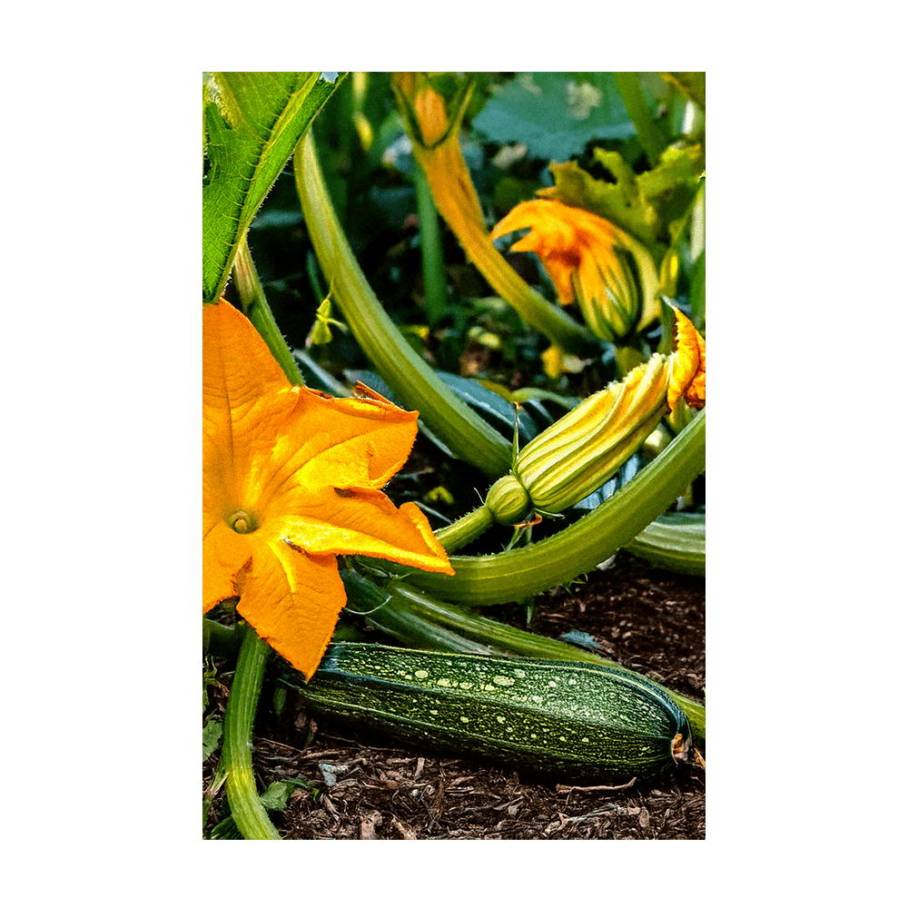 Zucchini seeds vacuum-sealed - Shido Seeds by Chive