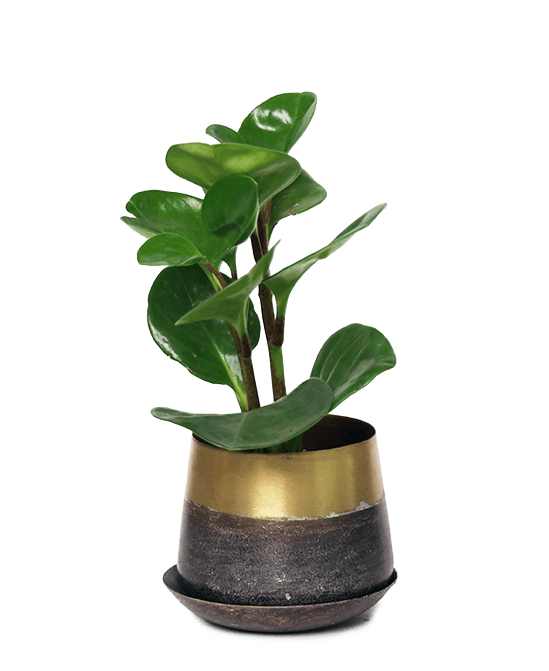 Joe Metal Pot With Drainage Hole | 3 & 5 inch - Chive Ceramics Studio - Pots - Chive Ceramics Studio