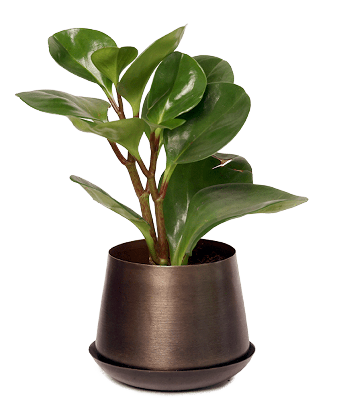 Joe Metal Pot With Drainage Hole | 3 & 5 inch - Chive Ceramics Studio - Pots - Chive Ceramics Studio