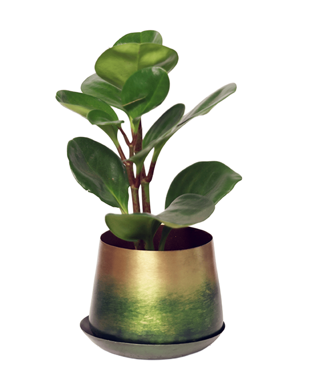 Joe Metal Pot With Drainage Hole | 3 & 5 inch - Chive Ceramics Studio - Pots - Chive Ceramics Studio