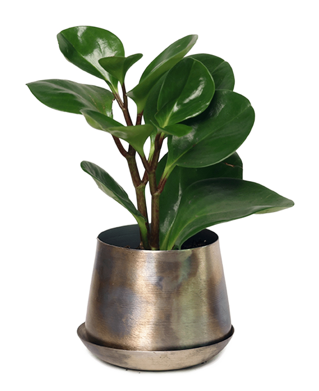 Joe Metal Pot With Drainage Hole | 3 & 5 inch - Chive Ceramics Studio - Pots - Chive Ceramics Studio