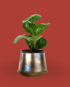 Joe Metal Pot 3.5" - Chive Ceramics Studio - Pots - Chive Ceramics Studio