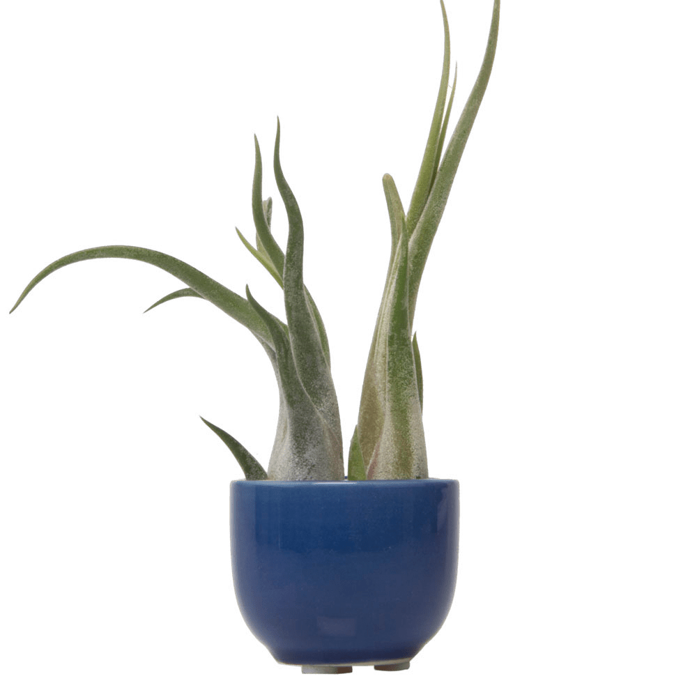 Succulent Cup Ceramic For Weddings - Chive Ceramics Studio - Pots - Chive US