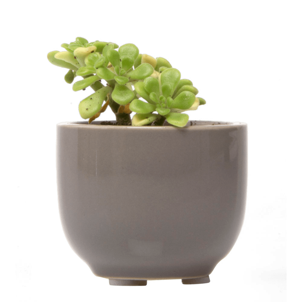 Succulent Cup Ceramic For Weddings - Chive Ceramics Studio - Pots - Chive US