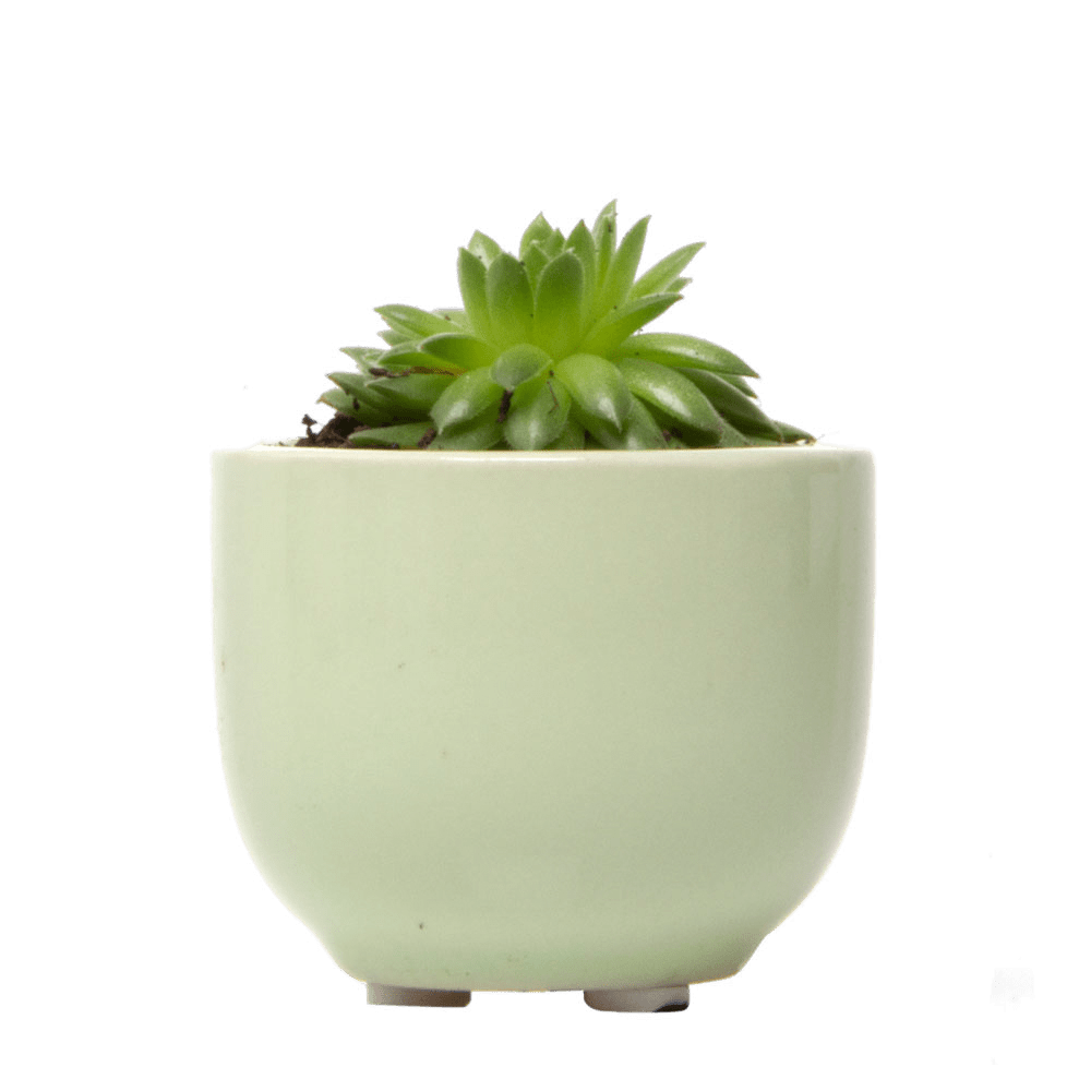 Succulent Cup Ceramic For Weddings - Chive Ceramics Studio - Pots - Chive US