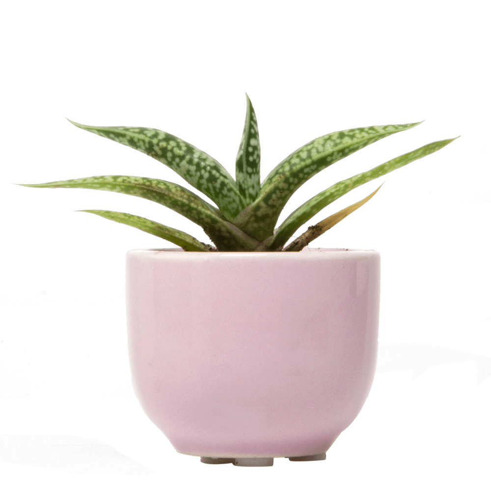 Succulent Cup Ceramic For Weddings - Chive Ceramics Studio - Pots - Chive US