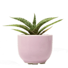 Succulent Cup Ceramic For Weddings - Chive Ceramics Studio - Pots - Chive US