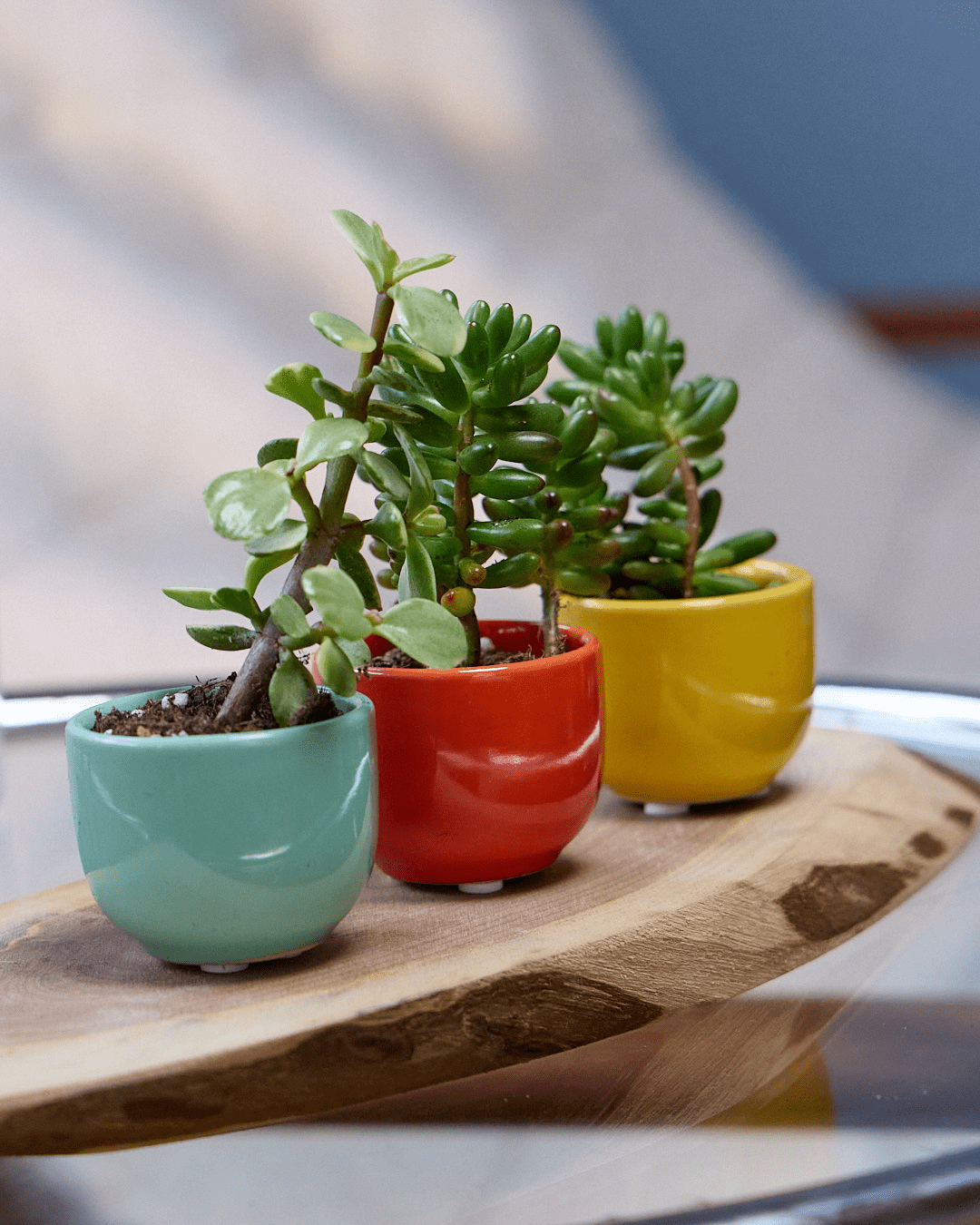 Succulent Cup Ceramic For Weddings - Chive Ceramics Studio - Pots - Chive US