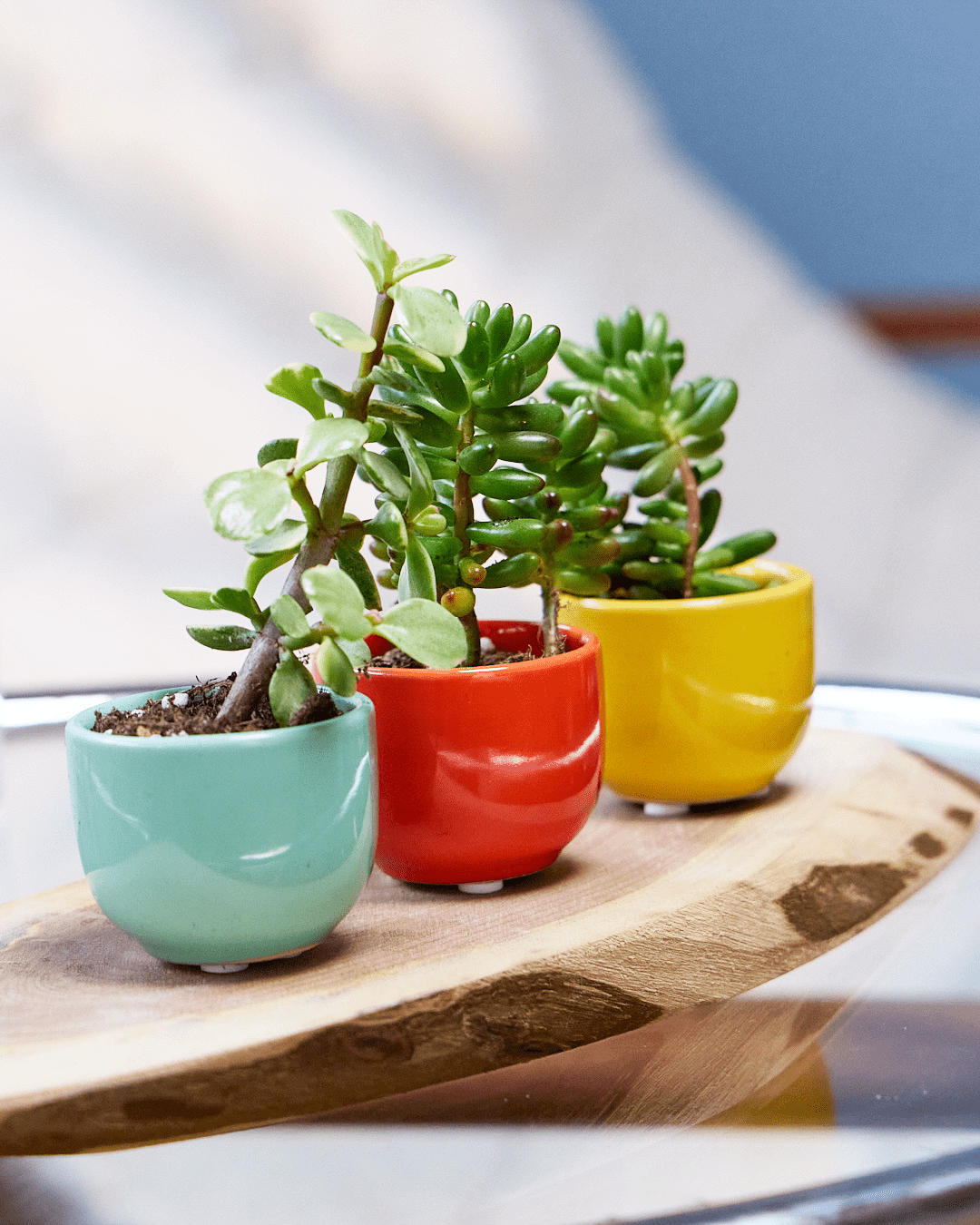 porcelain plant succulent Succulent Cup Ceramic For Weddings