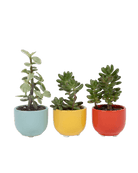 Succulent Cup Ceramic For Weddings - Chive Ceramics Studio - Pots - Chive US