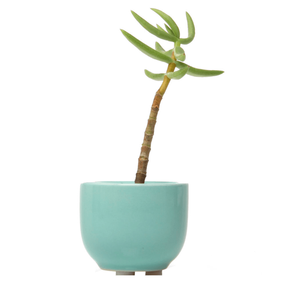 Succulent Cup Ceramic For Weddings - Chive Ceramics Studio - Pots - Chive US