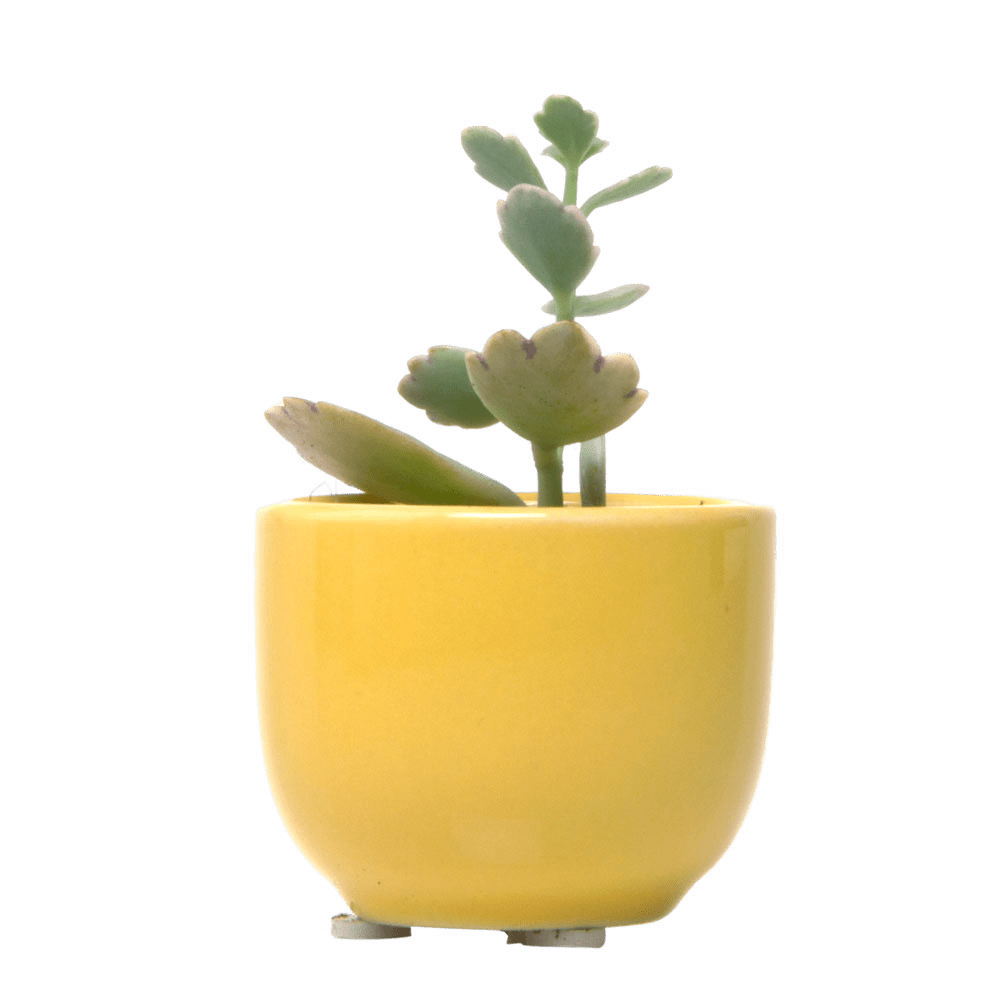 Succulent Cup Ceramic For Weddings - Chive Ceramics Studio - Pots - Chive US