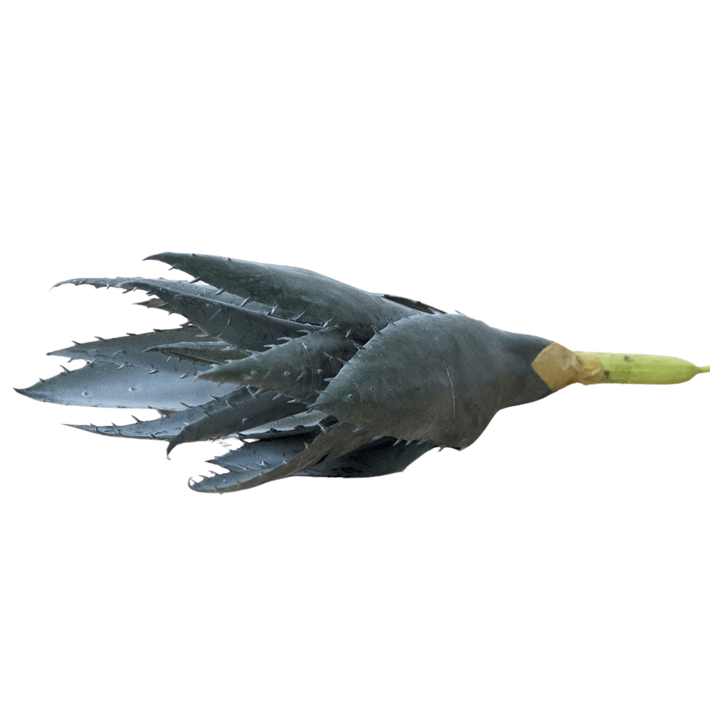 Succulents Fake Faux Lifelike Decorative Things - Chive Ceramics Studio - Tools & Accessories - Chive US