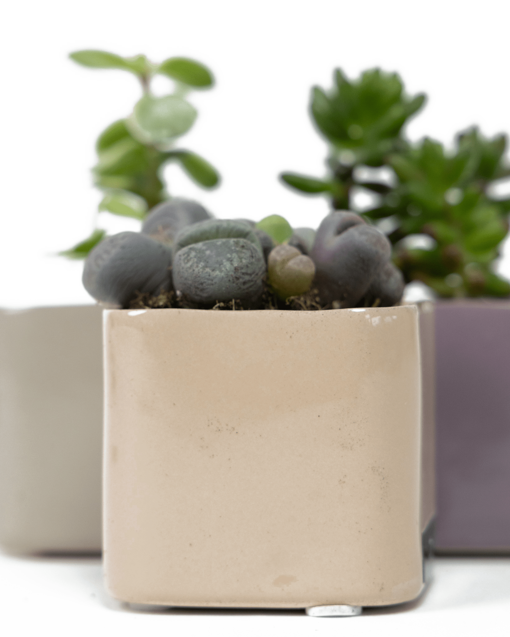 Svek Ceramic Indoor Succulent Pot - Chive Ceramics Studio - Pots - Chive Ceramics Studio